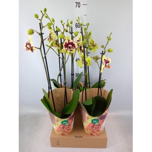 Phalaenopsis  'Ant Amadora'