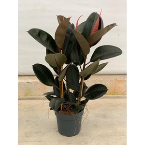 Ficus elastica 'Abidjan'