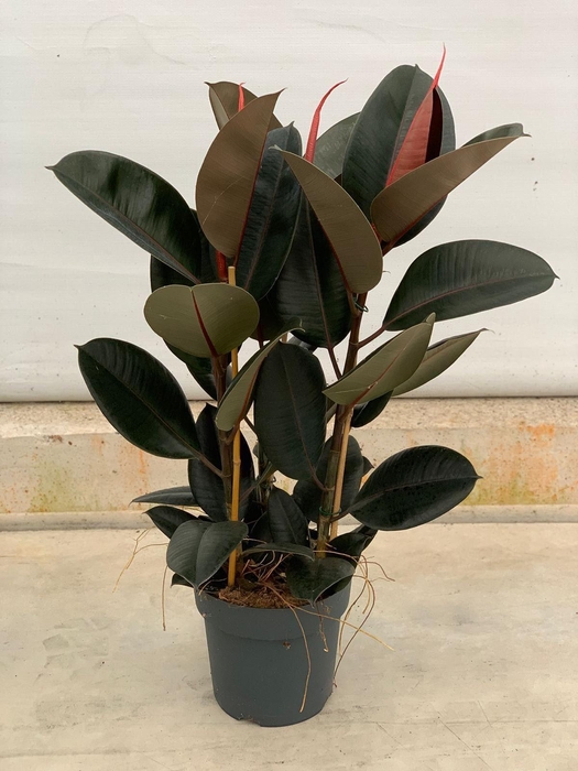 <h4>Ficus elastica 'Abidjan'</h4>