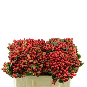 HYPERICUM MAG. TRIUMPH ORCA