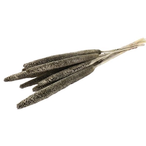 Bunch Babala 10pcs Sleeved L65