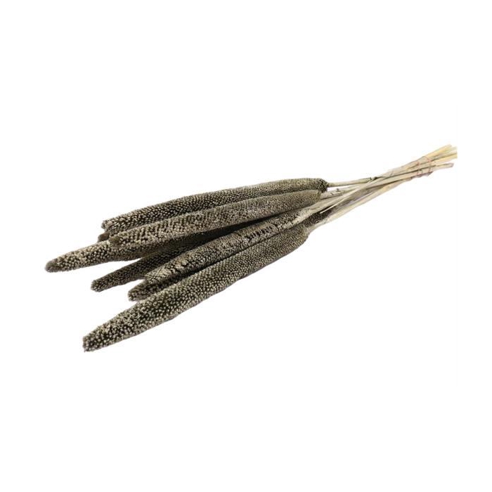 <h4>Bunch Babala 10pcs Sleeved L65</h4>