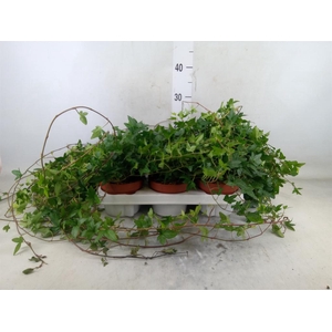 Hedera helix 'Shamrock'