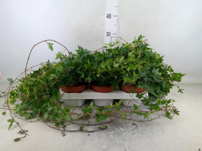 <h4>Hedera helix 'Shamrock'</h4>