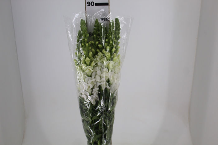 <h4>BOCA DE LEAO BRANCA 070 CM</h4>