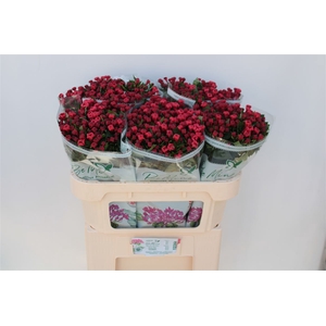 Bouvardia Single Royal Red