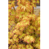 Acer palmatum