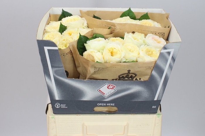 <h4>Rosa Gr Gar Persuasion</h4>