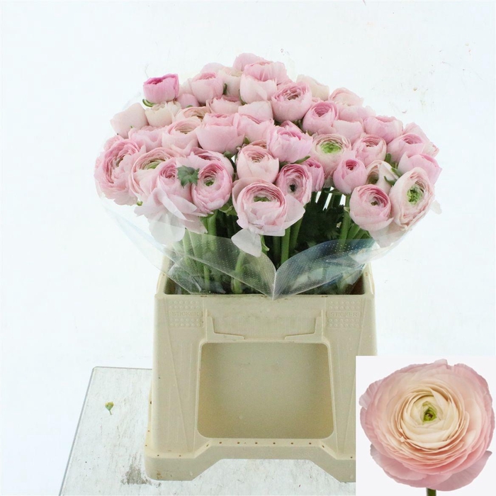 <h4>RAN SU HANOI</h4>