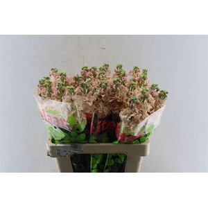 Matth Iron Apricot