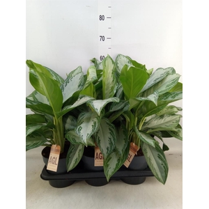 Aglaonema  'Silver Bay'