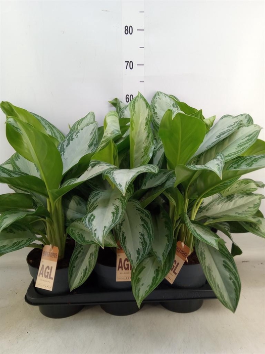<h4>Aglaonema  'Silver Bay'</h4>