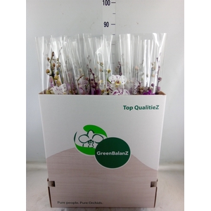 Phalaenopsis   ...mix