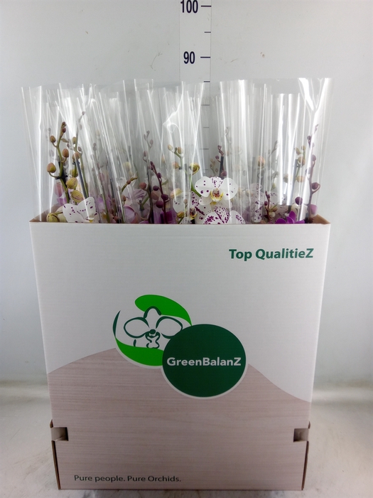 <h4>Phalaenopsis   ...mix</h4>