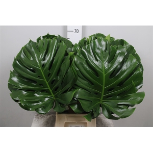Monstera Blad 45cm