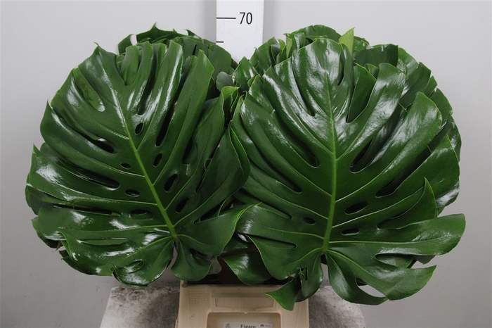 <h4>Monstera Blad 45cm</h4>