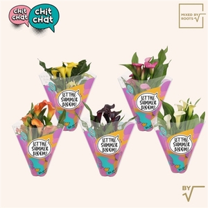 Chit Chat Zantedeschia 12cm Engels - Mixed by Roots