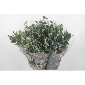 Pitto Ralphi Per Bunch 400 Gram