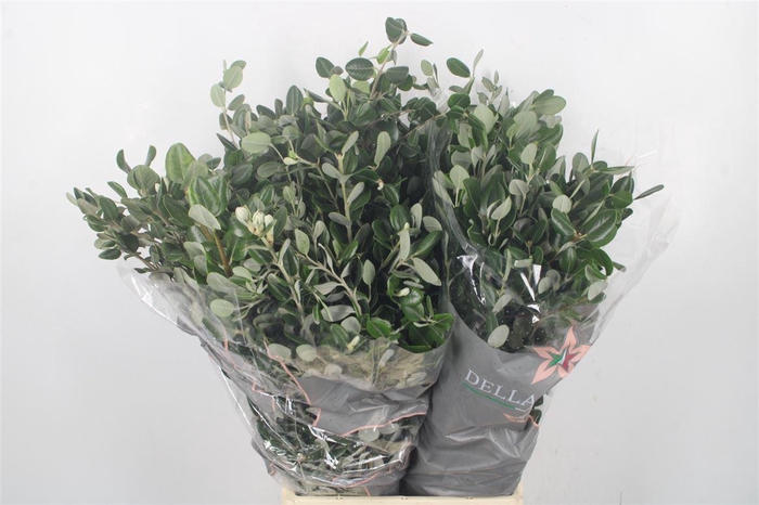 <h4>Pitto Ralphi Per Bunch 400 Gram</h4>