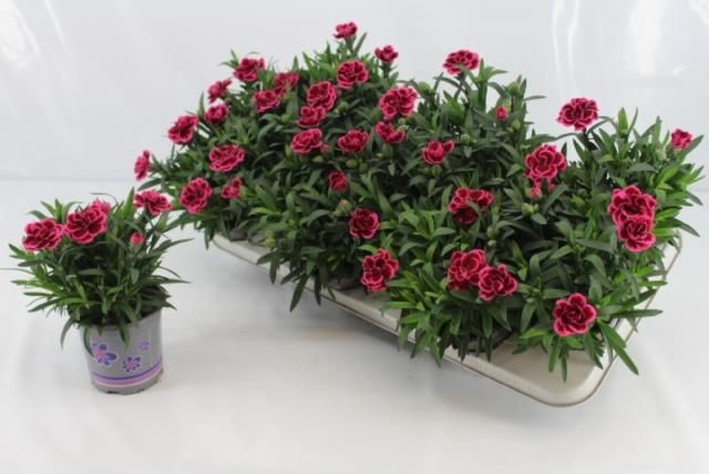 <h4>DIAN OSC PURPLE WING</h4>