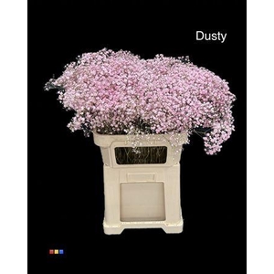 Gyps Xlence Dusty Pastel Pink