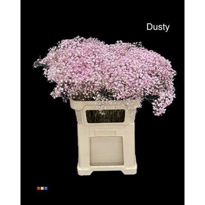 Gyps Xlence Dusty Pastel Pink