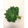 Aralia Rio Verde 30cm