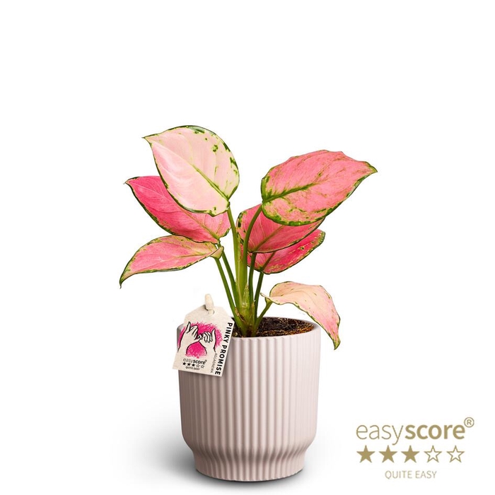 <h4>AGLAONEMA COMMUTATUM p10 L pinky</h4>