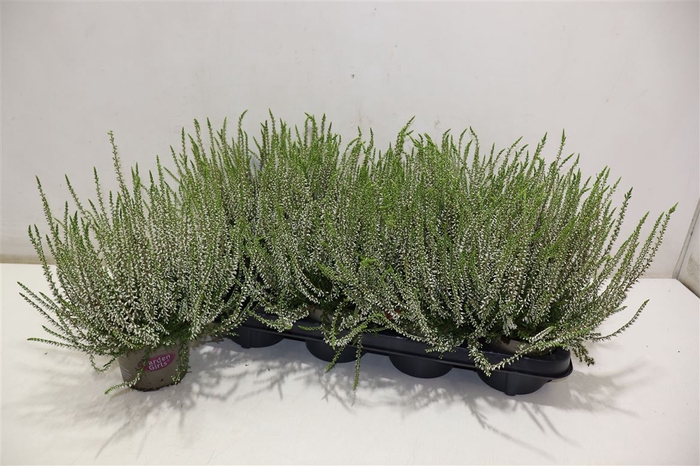 <h4>Callu Ga G Franzi White</h4>