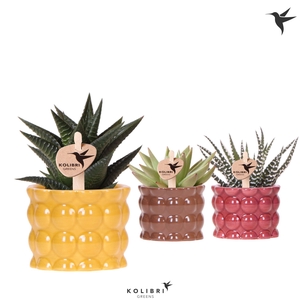 Kolibri Greens Succulenten mix in Cotton pot yellow mix
