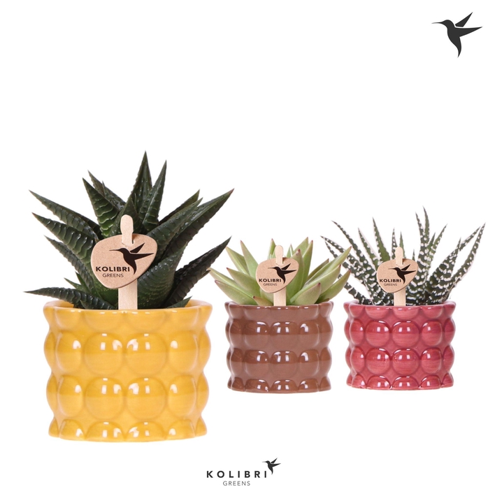 <h4>Kolibri Greens Succulenten mix in Cotton pot yellow mix</h4>