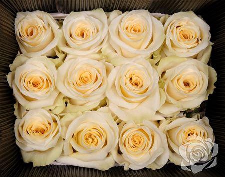 <h4>R Gr Cream Shimmer</h4>