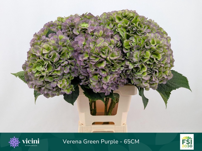 <h4>Hydrangea  'Verena Blue'  CL</h4>
