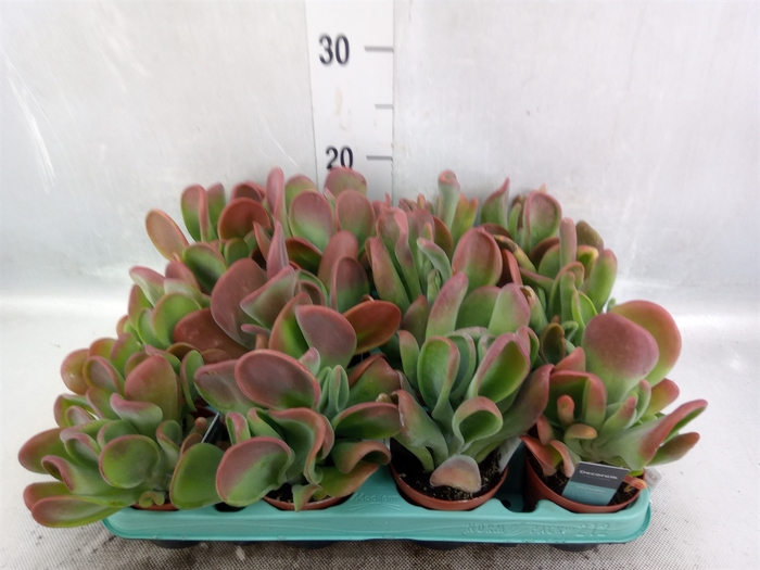 <h4>Kalanchoe NF   ...</h4>