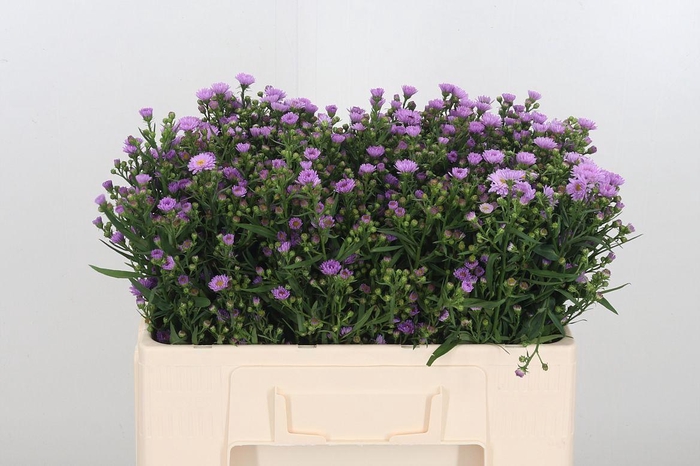 <h4>Aster Painted Lady</h4>