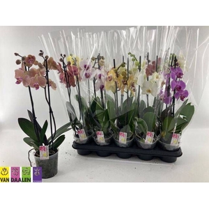 PHAL GEM