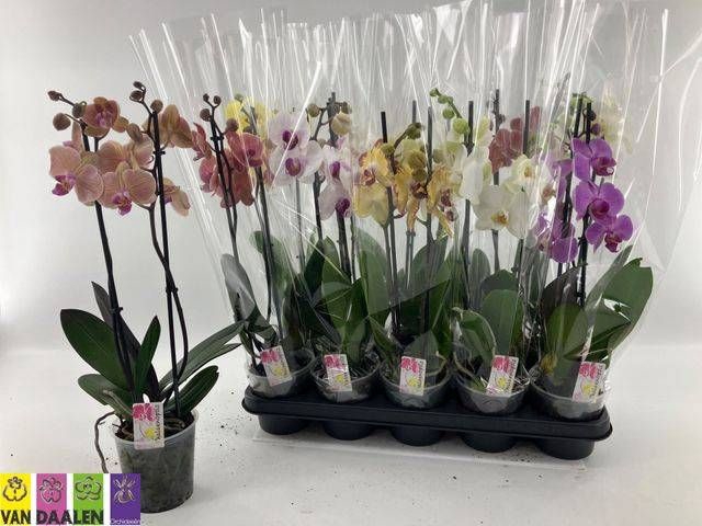 <h4>PHAL GEM</h4>