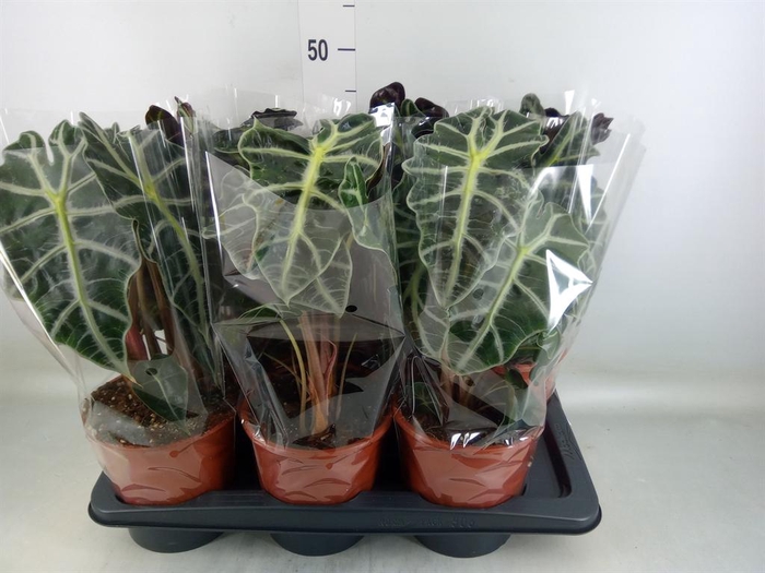 <h4>Alocasia amazonica 'Polly'</h4>