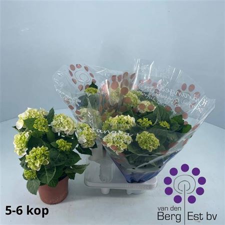 <h4>Hydr M Hi Ice 5+</h4>