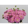 Dahlia Pink Pop