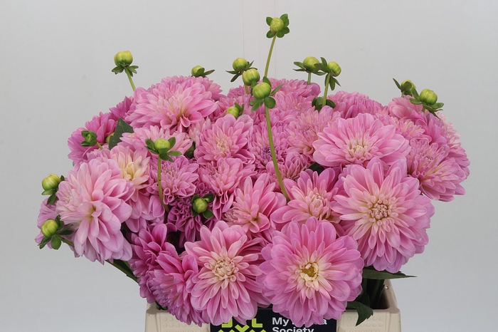 <h4>Dahlia Pink Pop</h4>