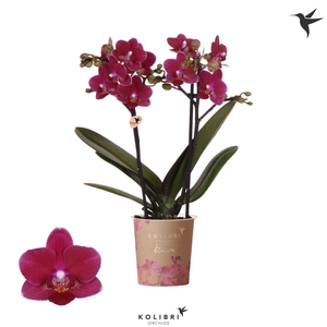 Phalaenopsis multi.   ...red