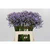 Agapanthus Silberpfeil