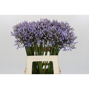 Agapanthus Silberpfeil