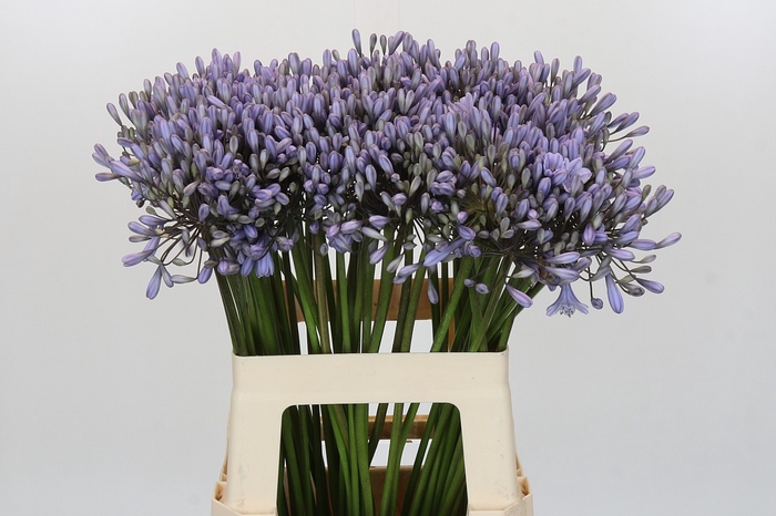 Agapanthus Silberpfeil