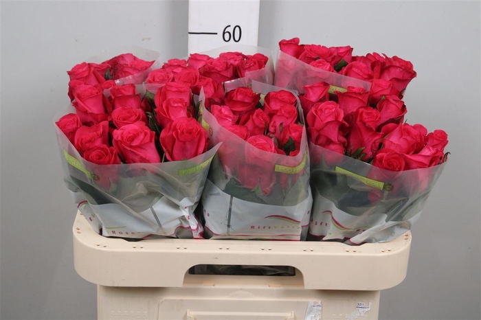 <h4>R Gr Oblica</h4>