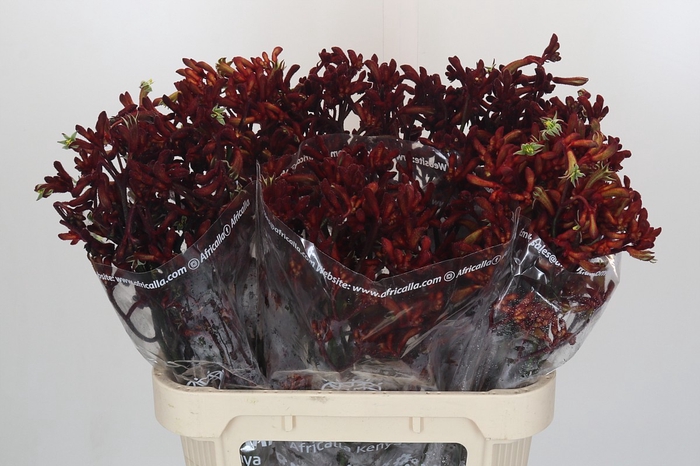 <h4>Anigozanthos Early Spring</h4>