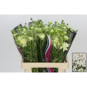 RAN N MODERNA GALAXY