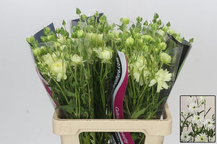 <h4>RAN N MODERNA GALAXY</h4>