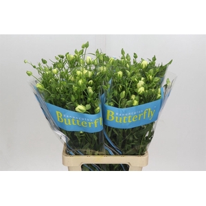 Ran Butterfly Litai Creme